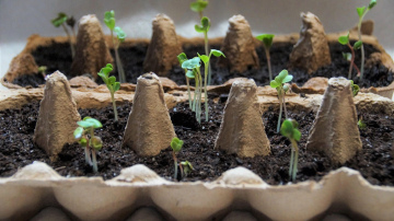 Kādus stādus stādīt uz palodzes: 5 kultūras auglīgam dārzam