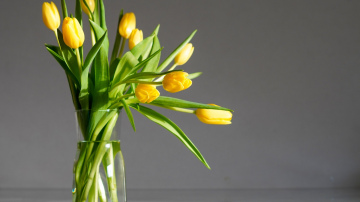 Kā saglabāt tulpes vāzē svaigas un skaistas ilgāku laiku