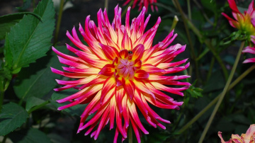 Stādiet šos 5 daudzgadīgos ziedus jau martā: minimāla kopšana, bet visi priecāsies par ziediem