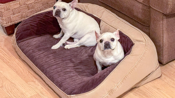 Apaļa, ovāla vai taisnstūrveida forma: kam pievērst uzmanību, izvēloties suņu gultu