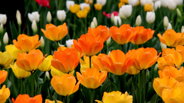 Vienkāršs triks, un tulpes ziedēs krāšņāk nekā jebkad agrāk: pieredzējuši dārznieki to zina jau ilgu laiku