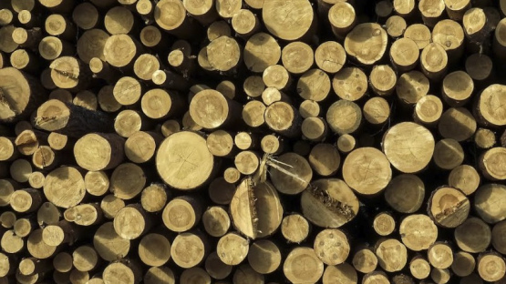 Meklē alternatīvas: Latvijas koksnes eksports uz ASV gada laikā sarucis gandrīz uz pusi