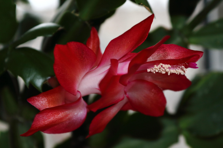 Divu sastāvdaļu mēslojums istabas augiem: kā veicināt augšanu ar rīsiem un raugu