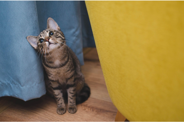 Kā saukt kaķi, lai viņš tiešām atsauktos: ko iesaka zinātnieki