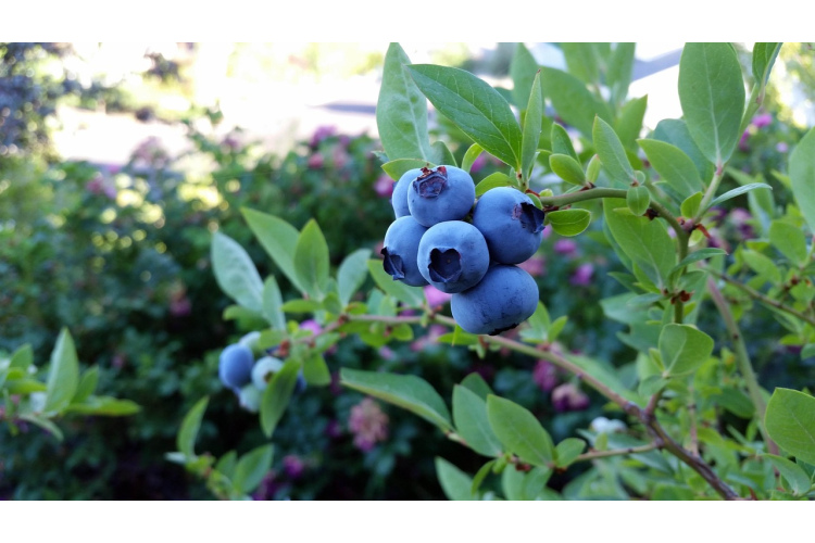 Kuras melleņu šķirnes stādīt 2026. gadā: tās izaugs lielas un sulīgas