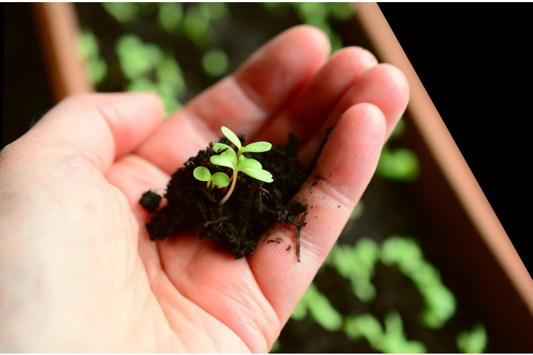 Ko sēt stādiem februārī, lai nepaliktu bez ražas: zelta saraksts