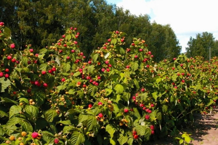 Aveņu audzēšanas pamati: no piemērotas vietas izvēles līdz bagātīgai ogu ražai