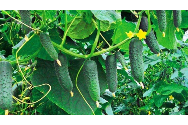 Gurķu stādīšanas vietas izvēle: kā nodrošināt stabilu ražu mainīgos apstākļos