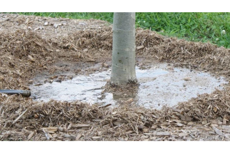 Augu kopšana ziemas mēnešos un pareiza mitruma uzturēšana