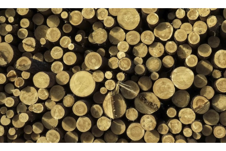 Meklē alternatīvas: Latvijas koksnes eksports uz ASV gada laikā sarucis gandrīz uz pusi