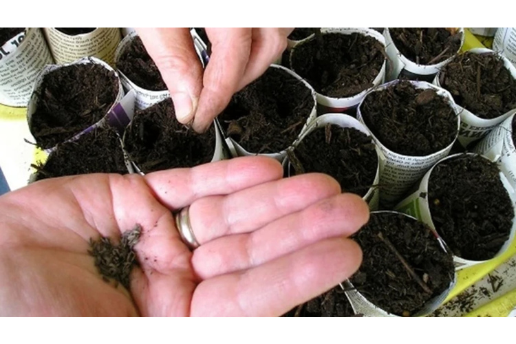 Dārzeņu sēšanas kalendārs 2026. gadam: plānošana un termiņi