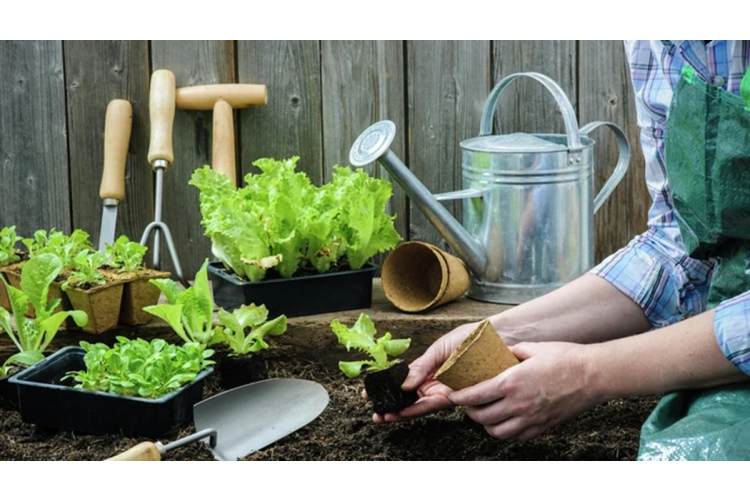 Darbi dārzā un siltumnīcā februārī: kas jāpaveic līdz pavasara sākumam