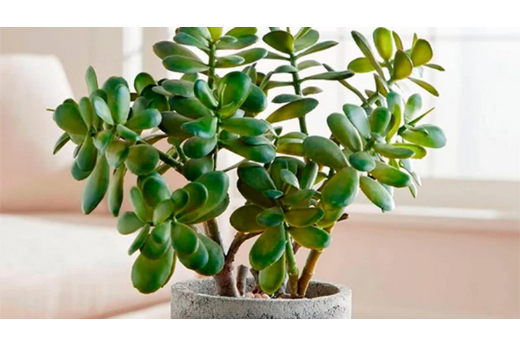 Kā kopt naudas koku: nosacījumi veselīga auga audzēšanai