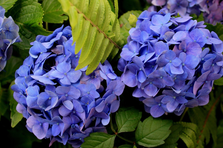 Hortenziju sagatavošana jaunajai sezonai un pavasara darbi dārzā