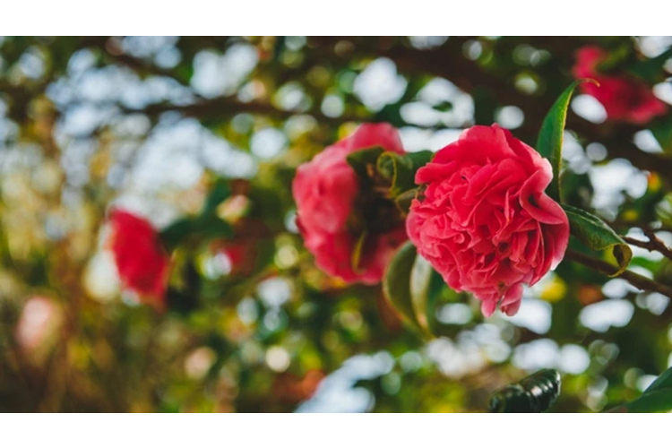 Ar šo produktu rozes ziedēs krāšņāk: kā Epsoma sāls palīdz dārzam