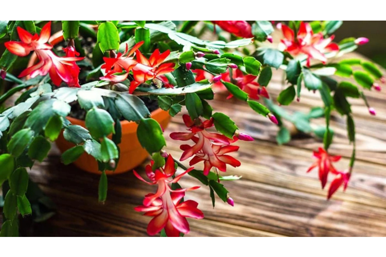 Ziemassvētku kaktusa kopšana pēc ziedēšanas: 7 darbi, kas veicami februārī