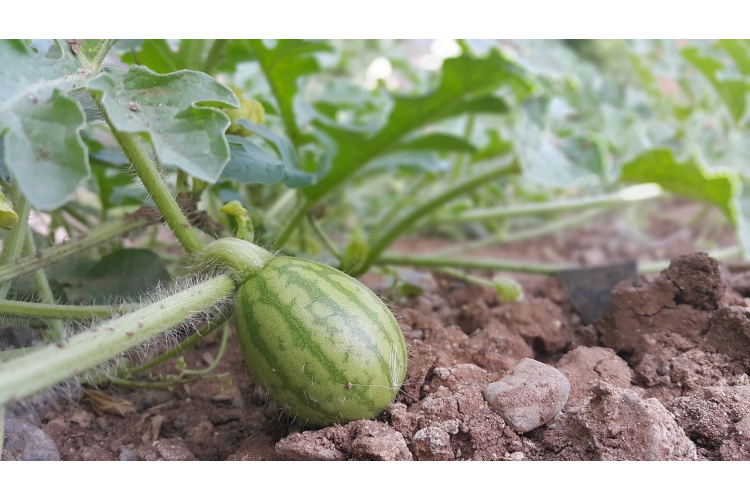Arbūzi un melones būs lielākas par bumbiņām: ko stādīt blakus