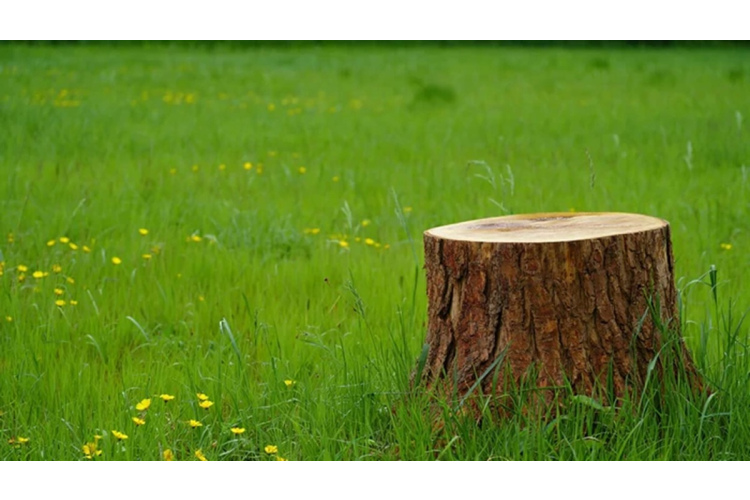 Koku celmu likvidēšana dārzā un 4 piemērotākās metodes to izņemšanai