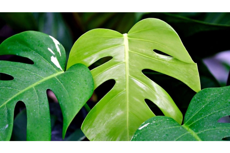 Kas jādara, ja monsteras lapas sāk mainīt krāsu: biežākās kļūdas kopšanā