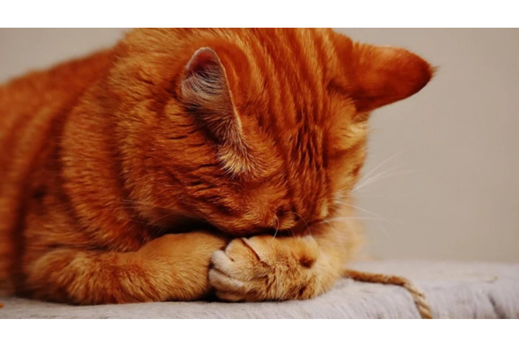 Kaķu uzvedības valoda: kā atpazīt mājdzīvnieka noskaņojumu