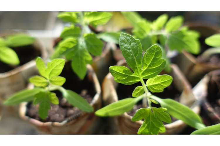 Dabiska tomātu stādu stiprināšana ar mājas apstākļos pieejamiem līdzekļiem