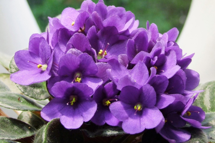 Telpaugu kopšana: kā nodrošināt stabilu un ilgstošu vijolīšu ziedēšanu