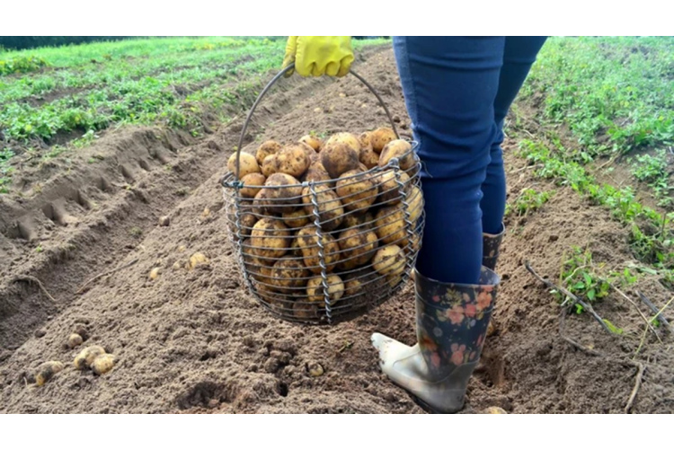 8 veiksmīgākie kaimiņaugi kartupeļu dobei: kā dabiskā veidā palielināt ražu