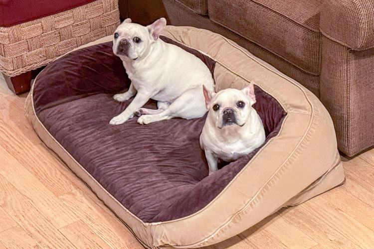 Apaļa, ovāla vai taisnstūrveida forma: kam pievērst uzmanību, izvēloties suņu gultu