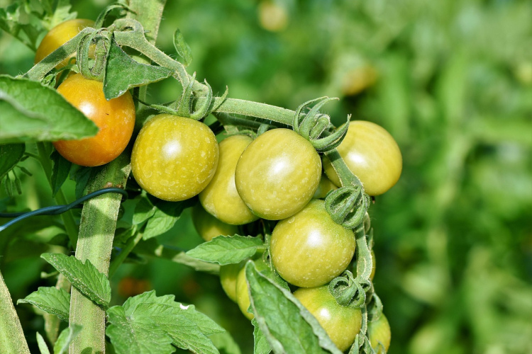 Nekad nestādiet šos 5 augus pēc tomātiem savādāk neiegūsiet labu ražu