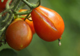 Smaržīgi tomāti no pašu dārza: viss sākas ar pareizi izvēlētu laiku