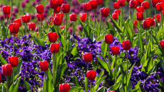 Tulpju stādīšanas laiks un praktiski padomi sīpolpuķu kopšanā