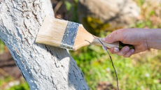 Kāpēc uz augļu kokiem aug sūnas un kā efektīvi notīrīt stumbrus