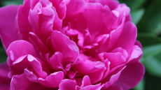 Peoniju kopšana pēc ziemas: kāds mēslojums palīdzēs veidot lielus un krāšņus ziedus