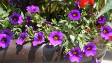 Japāņu mēslojums iekštelpu ziediem: trīs sastāvdaļas un būs pumpuru jūra