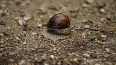 Kā pasargāt dārza stādus no gliemežiem, izmantojot smiltis un sāli