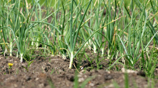 Kā pašu spēkiem izaudzēt ķiplokus dārzā vai uz balkona