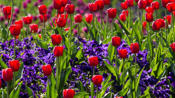 Tulpju stādīšanas laiks un praktiski padomi sīpolpuķu kopšanā