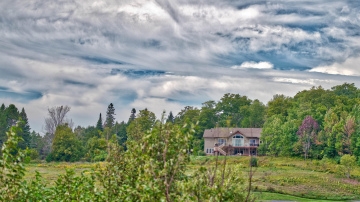 Koki, kas var radīt problēmas dārzā: no kā izvairīties un ko stādīt vietā