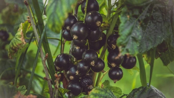 Upeņu un jāņogu mēslošana ziemas izskaņā: kā veicināt bagātīgu ogu ražu