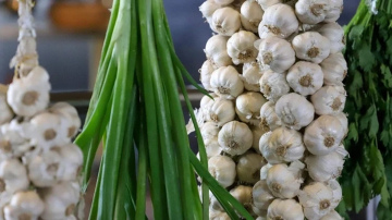 Kultūraugu rotācija pēc ķiploku audzēšanas: kā plānot dārza darbus nākamajai sezonai