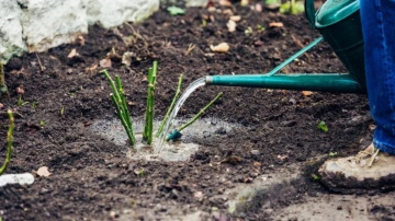 Rožu atjaunošana dārzā pēc ziemas bojājumiem un salnām