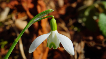 Laikapstākļu prognozes marta vidum: pavasara siltums kļūst izteiktāk