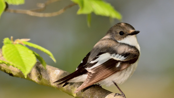 Siltuma rekordi trijās pilsētās: kurās Latvijas vietās 7. marts bijis neierasti silts