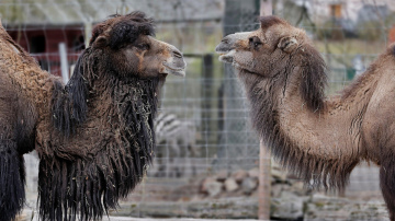 Pavasara jaunumi Rīgas zoodārzā: kamieļu saimei piepulcējies mazulis