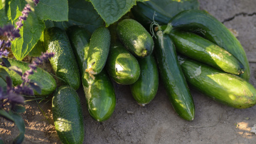 Trīs vienkārši veidi, kā panākt, lai gurķi dotu bagātīgu ražu līdz pat rudens salnām