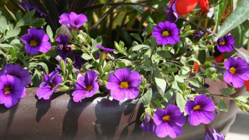 Japāņu mēslojums iekštelpu ziediem: trīs sastāvdaļas un būs pumpuru jūra