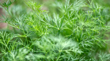 Būtisks iemesls, kāpēc pieredzējuši dārznieki izvēlas diļļu brīvo sēju visā dārzā