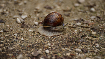 Kā pasargāt dārza stādus no gliemežiem, izmantojot smiltis un sāli