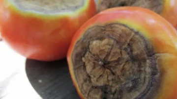 Tomātu ziedu gala puve: cēloņi un praktiski paņēmieni ražas glābšanai