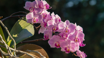 Orhideju kopšana aprīlī: praktiski soļi auga veselībai un ziedēšanai
